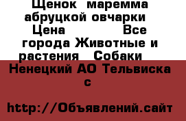 Щенок  маремма абруцкой овчарки › Цена ­ 50 000 - Все города Животные и растения » Собаки   . Ненецкий АО,Тельвиска с.